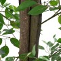 Planta Ficus Artificial 2016 Hojas 300 cm Verde