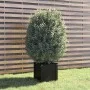 Jardinera de madera maciza de pino negro 40x40x40 cm de vidaXL, Maceteros y jardineras - Ref: Foro24-810542, Precio: 40,81 €,...