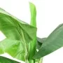 Artificial banana tree with pot 300 cm green by vidaXL, artificial flora - Ref: Foro24-336315, Price: 229,63 €, Discount: %
