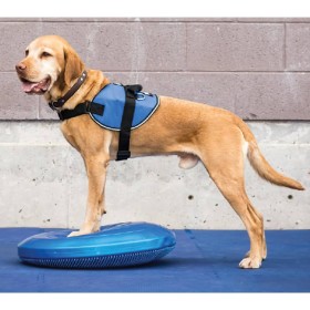 FitPAWS Disco de equilibrio para mascotas azul 36 cm