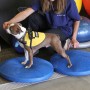 FitPAWS Pet Balance Disc Blau 36 cm von FitPAWS, Trainingsgeräte für Haustiere - Ref: Foro24-433818, Preis: 44,27 €, Rabatt: %