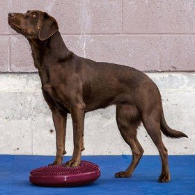 FitPAWS Disco de equilibrio para mascotas color frutos rojos 36