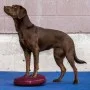 FitPAWS Balancescheibe für Haustiere, rote Fruchtfarbe, 36 cm von FitPAWS, Trainingsgeräte für Haustiere - Ref: Foro24-433833...