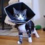 All Four Paws Collar electrónico mascotas Comfy Cone negro XXL