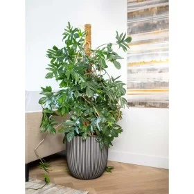 Capi Groove Pflanzgefäß anthrazitgrau 35x34 cm von Capi, Töpfe und Pflanzgefäße - Ref: Foro24-445492, Preis: 62,13 €, Rabatt: %