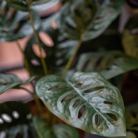 Emerald Künstlicher Monstera Monkey Busch im Topf 43 cm von Emerald, Künstliche Flora - Ref: Foro24-444642, Preis: 21,27 €, R...