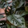 Emerald Artificial Monstera Monkey Bush in Pot 43 cm by Emerald, artificial flora - Ref: Foro24-444642, Price: 21,33 €, Disco...