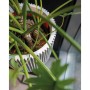 Capi Groove Blumentopf elfenbeinfarben 35x34 cm von Capi, Töpfe und Pflanzgefäße - Ref: Foro24-445490, Preis: 66,88 €, Rabatt: %