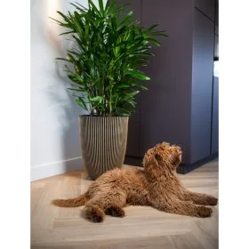 Capi Elegant Groove vase black and gold 34x46 cm by Capi, Pots and planters - Ref: Foro24-445494, Price: 91,65 €, Discount: %
