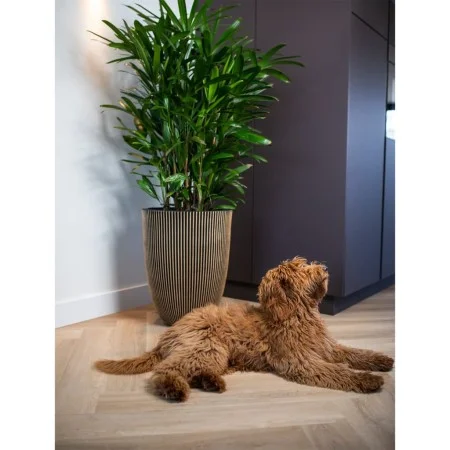 Capi Elegant Groove Vase schwarz und gold 34x46 cm von Capi, Töpfe und Pflanzgefäße - Ref: Foro24-445494, Preis: 91,63 €, Rab...