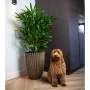 Capi Elegant Groove Vase schwarz und gold 34x46 cm von Capi, Töpfe und Pflanzgefäße - Ref: Foro24-445494, Preis: 91,63 €, Rab...