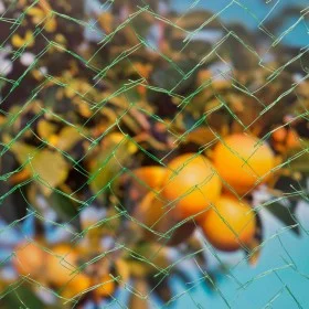 Nature Anti-bird mesh Mono green 8x8 m by Nature, Gardening accessories - Ref: Foro24-446411, Price: 21,48 €, Discount: %