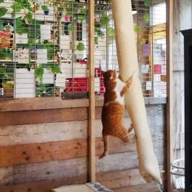 Quapas! Sisal climbing bag for cats 180 cm by Quapas!, Cat furniture - Ref: Foro24-446809, Price: 69,90 €, Discount: %