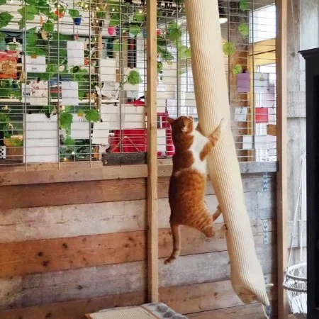 Quapas! Sisal climbing bag for cats 180 cm by Quapas!, Cat furniture - Ref: Foro24-446809, Price: 69,53 €, Discount: %