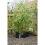 Schwarze HDPE-Wurzelschutzplane, 0,7 x 5 m Nature 6030227 von Nature, Gartenzubehör - Ref: Foro24-403653, Preis: 68,68 €, Rab...