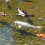 Ubbink AlgClear UVC 20000 18W by Ubbink, Accessories for ponds and fountains - Ref: Foro24-403649, Price: 112,83 €, Discount: %