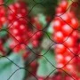 Nature Black Bird Protective Netting Primo 10x10 m 6030407 by Nature, Gardening accessories - Ref: Foro24-409383, Price: 44,3...