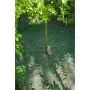Nature Malla de recolección para fruta y hojas 4,3x4,3 m 6030451 de Nature, Accesorios de jardinería - Ref: Foro24-409324, Pr...