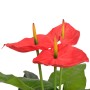 Planta de anturio artificial con maceta 90 cm roja y amarilla