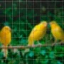 Nature Galvanized steel hexagonal wire mesh 0.5x2.5 m 13 mm by Nature, fence panels - Ref: Foro24-419774, Price: 21,77 €, Dis...