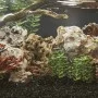 Piedras de lava marrón 25 kg 1-10 cm by , Aquarium decoration - Ref: Foro24-3217165, Price: 58,24 €, Discount: %