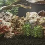 Drachensteine bunt mischen 10 kg 10-30 cm von , Aquariumdekoration - Ref: Foro24-3217170, Preis: 44,75 €, Rabatt: %