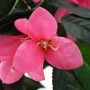 Artificial azalea plant with pot 155 cm green and pink by vidaXL, artificial flora - Ref: Foro24-245951, Price: 71,32 €, Disc...