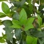 Planta artificial árbol de laurel con macetero 150 cm verde de , Flora artificial - Ref: Foro24-280181, Precio: 103,38 €, Des...