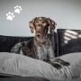 Madison Velvet Grey Hundekissen 100x70x15 cm von , Betten für Hunde - Ref: Foro24-444465, Preis: 91,09 €, Rabatt: %