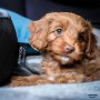Madison Velvet graues Hundebett 80x67x22 cm von , Betten für Hunde - Ref: Foro24-444481, Preis: 75,92 €, Rabatt: %