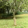 Rollo de yute 0,5x25 m 100% yute 200 gsm de , Decoración - Ref: Foro24-155798, Precio: 25,87 €, Descuento: %