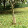 Rollo de yute 0,25x50 m 100% yute 200 gsm de , Decoración - Ref: Foro24-155793, Precio: 30,07 €, Descuento: %