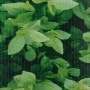 Green PVC fence panel 70x0.19 m by , fence panels - Ref: Foro24-147850, Price: 72,95 €, Discount: %