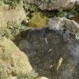 Teichschutzabdeckungen 40 Stück Schwarz aus Polypropylen von , Zubehör für Teiche und Brunnen - Ref: Foro24-318303, Preis: 32...
