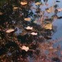 Red cubre estanque de polietileno Ubbink 1064527, 10 x 6 m by Ubbink, Accessories for ponds and fountains - Ref: Foro24-40711...
