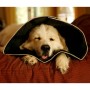 All Four Paws Collar de recuperación mascotas Comfy Cone negro