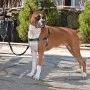 PetSafe Easy Walk Hundegeschirr Schwarz L von PetSafe, Geschirre und Halsbänder für Haustiere - Ref: Foro24-428427, Preis: 23...