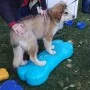 FitPAWS Balance-Plattform für Haustiere Giant K9FITbone aus PVC in Wassergrün von FitPAWS, Trainingsgeräte für Haustiere - Re...