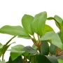 Planta artificial árbol de laurel con macetero 40 cm verde de vidaXL, Flora artificial - Ref: Foro24-280177, Precio: 29,90 €,...