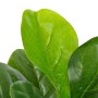 Artificial ficus plant with pot 90 cm green by vidaXL, artificial flora - Ref: Foro24-280172, Price: 37,91 €, Discount: %