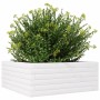 Jardinera de madera maciza de pino blanca 60x60x23 cm von vidaXL, Töpfe und Pflanzgefäße - Ref: Foro24-847189, Preis: 74,92 €...