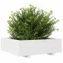 Pflanzgefäß aus massivem Weißkiefernholz, 80 x 80 x 26,5 cm von , Töpfe und Pflanzgefäße - Ref: Foro24-847309, Preis: 99,80 €...