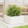 Jardinera de madera maciza de pino blanco 50x50x23 cm de , Maceteros y jardineras - Ref: Foro24-847184, Precio: 63,43 €, Desc...