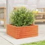 Jardinera de madera maciza de pino marrón cera 50x50x23 cm de , Maceteros y jardineras - Ref: Foro24-847185, Precio: 63,43 €,...