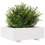 Pflanzgefäß aus massivem Weißkiefernholz, 70 x 70 x 26,5 cm von , Töpfe und Pflanzgefäße - Ref: Foro24-847304, Preis: 88,50 €...