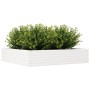 Jardinera de madera maciza de pino blanca 110x110x23 cm by , Pots and planters - Ref: Foro24-847214, Price: 103,66 €, Discoun...