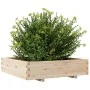 Massive Holzblumenkasten aus Kiefer 100x100x26,5 cm von , Töpfe und Pflanzgefäße - Ref: Foro24-847318, Preis: 107,15 €, Rabat...