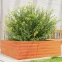 Jardinera de madera maciza pino marrón cera 70x70x23 cm de , Maceteros y jardineras - Ref: Foro24-847195, Precio: 61,95 €, De...