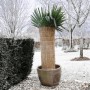 Nature Reisstroh-Schutzhülle für den Winter 1x1,5 m 6030105 von Nature, Gartenzubehör - Ref: Foro24-407098, Preis: 32,52 €, R...