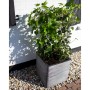 Capi Maceta cuadrada Nature Rib gris antracita 50x50 cm von , Töpfe und Pflanzgefäße - Ref: Foro24-429057, Preis: 157,72 €, R...